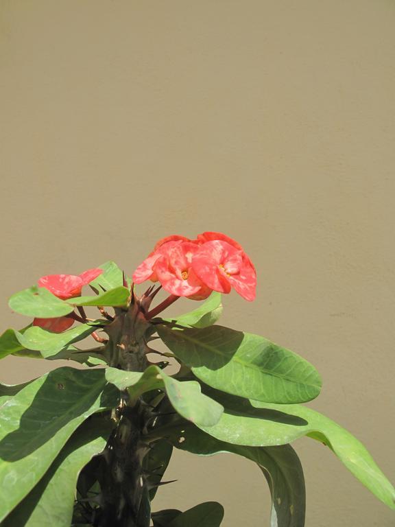 Om Shiva Guest House Hampi Exterior foto